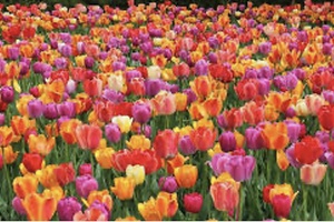 Quelque chose de brisé au pays des Bataves