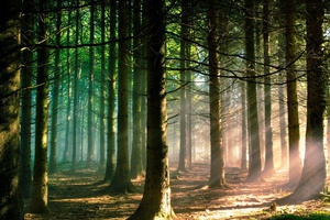 Puits de carbone? La forêt est bien plus que cela