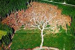 Déforestation: Cancún n’a pas tenu ses promesses