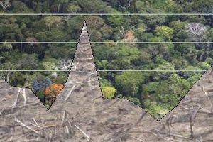 Les paradoxes de la lutte contre la déforestation