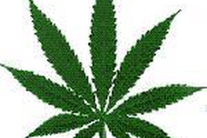 Dépénalisation du cannabis : que dit l’économie ?