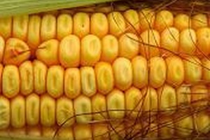 OGM : une affaire européenne 