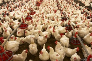 Pourquoi les poulets brésiliens ne s'envolent pas vers l'Europe